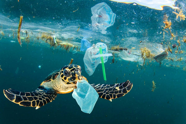 Zero Waste là gì - Xu hướng sống xanh hướng tới sự bền vững và trách nhiệm môi trường